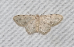 Scopula plantagenaria