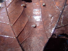 Bathyomphalus contortus