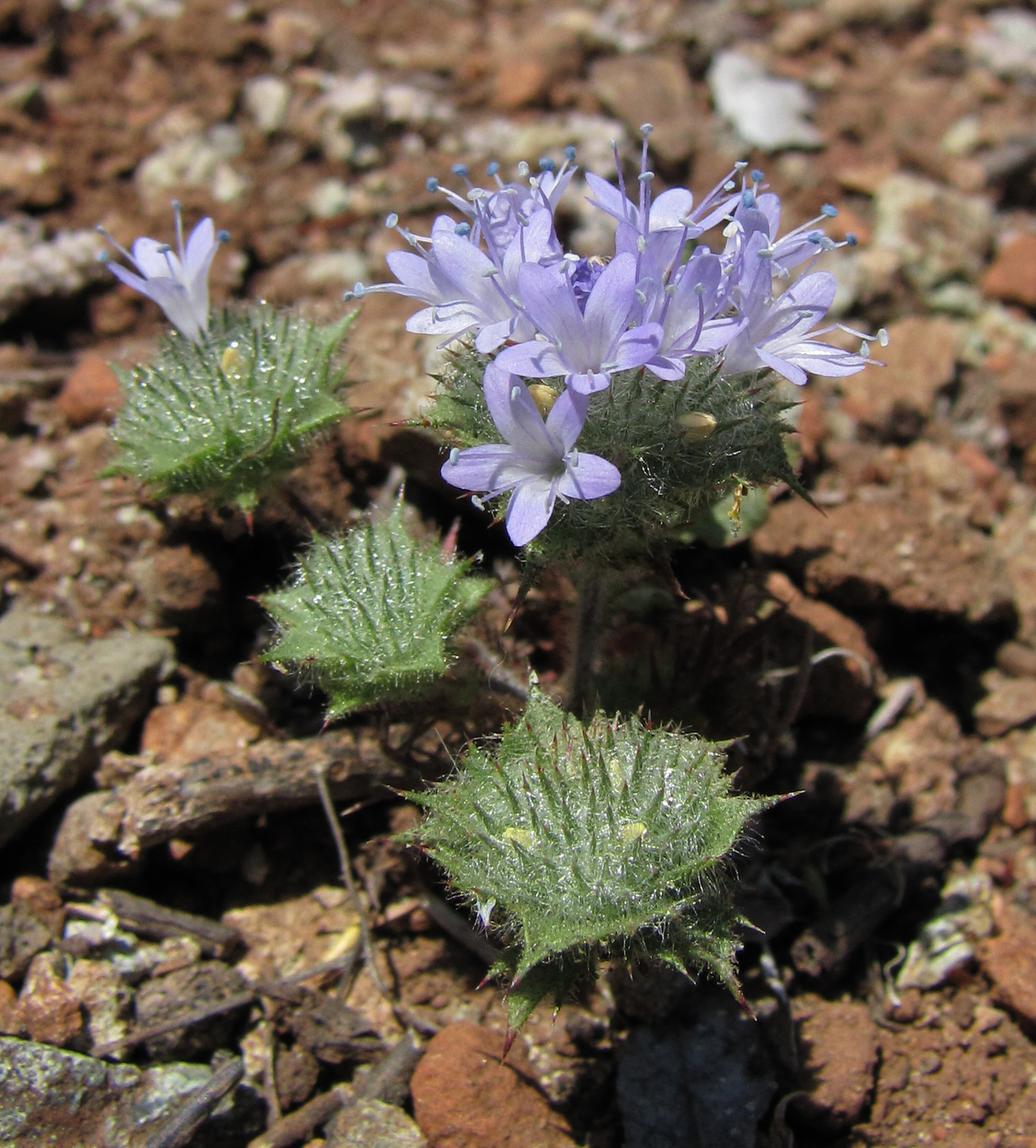 Navarretia heterodoxa