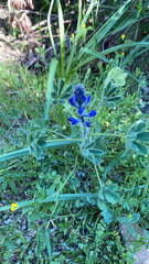 Lupinus micranthus