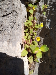 Erythranthe taylorii