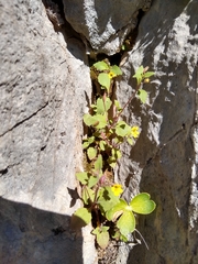 Erythranthe taylorii