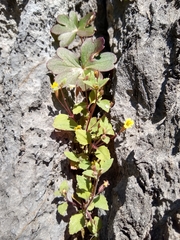 Erythranthe taylorii