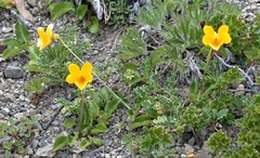 Viola maculata