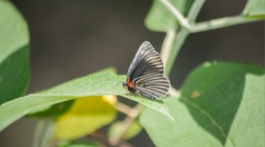 Chlosyne ehrenbergii
