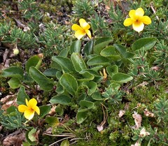 Viola maculata