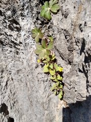 Erythranthe taylorii