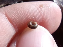 Bathyomphalus contortus