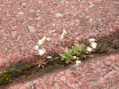 Draba verna