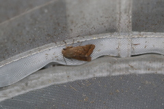 Orthosia pacifica
