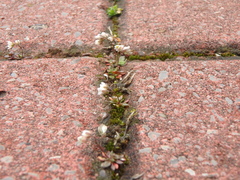 Draba verna