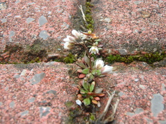 Draba verna