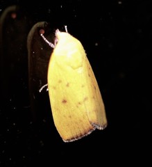 Earias luteolaria