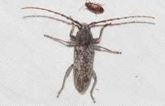 Enaphalodes cortiphagus