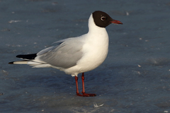 Chroicocephalus ridibundus