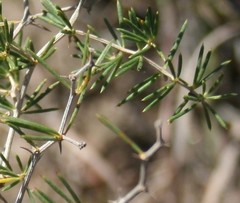 Asparagus lignosus