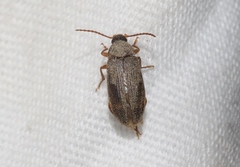 Hymenorus