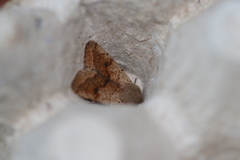 Orthosia pacifica