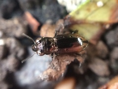 Notiophilus biguttatus