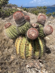 Melocactus