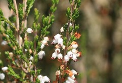 Erica simulans