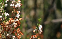 Erica simulans