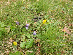 Viola