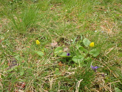 Viola