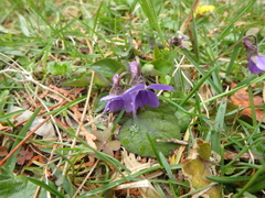 Viola