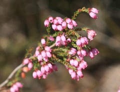 Erica gracilis