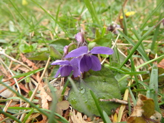 Viola