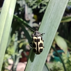 Astylus atromaculatus