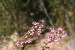 Erica gracilis
