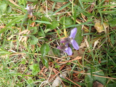 Viola