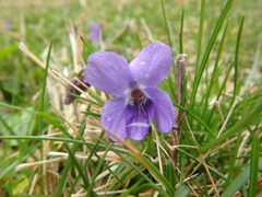 Viola