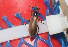 Epicauta ochrea