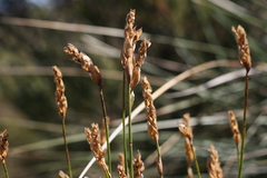 Elegia fistulosa