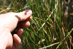 Elegia fistulosa