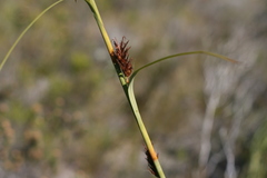 Tetraria robusta