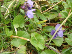 Ficaria verna