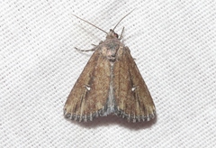 Condica temecula