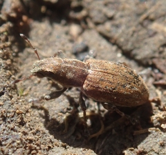 Sitona lepidus