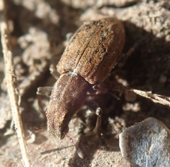 Sitona lepidus