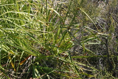 Tetraria robusta