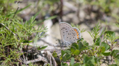 Icaricia lupini texanus