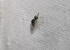 Mythicomyiidae
