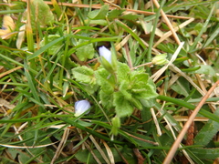 Veronica persica