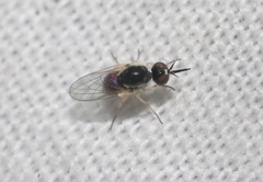 Mythicomyiidae
