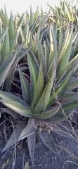 Agave angustiarum