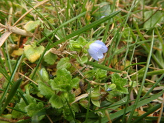 Veronica persica